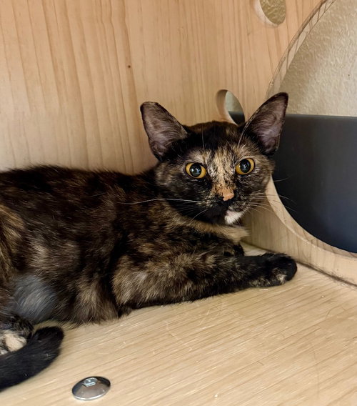 picture of the cat needing adoption