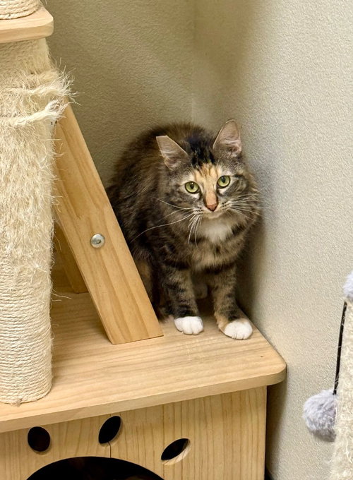 picture of the cat needing adoption