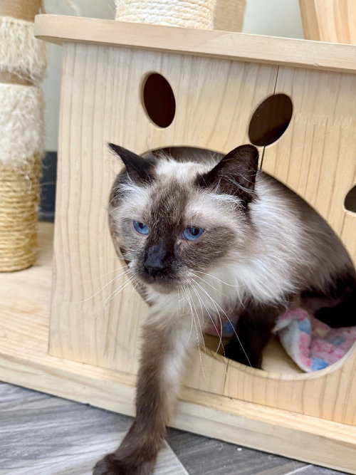 picture of the cat needing adoption