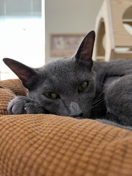picture of the cat needing adoption
