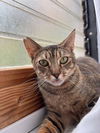 adoptable Cat in Las Vegas, NV named Cinnamon