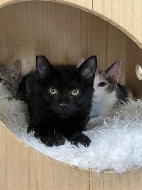 picture of the cat needing adoption