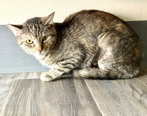 picture of the cat needing adoption