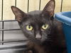 adoptable Cat in Las Vegas, NV named Georgina