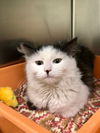 adoptable Cat in  named Jazzie