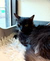 adoptable Cat in  named Clifton