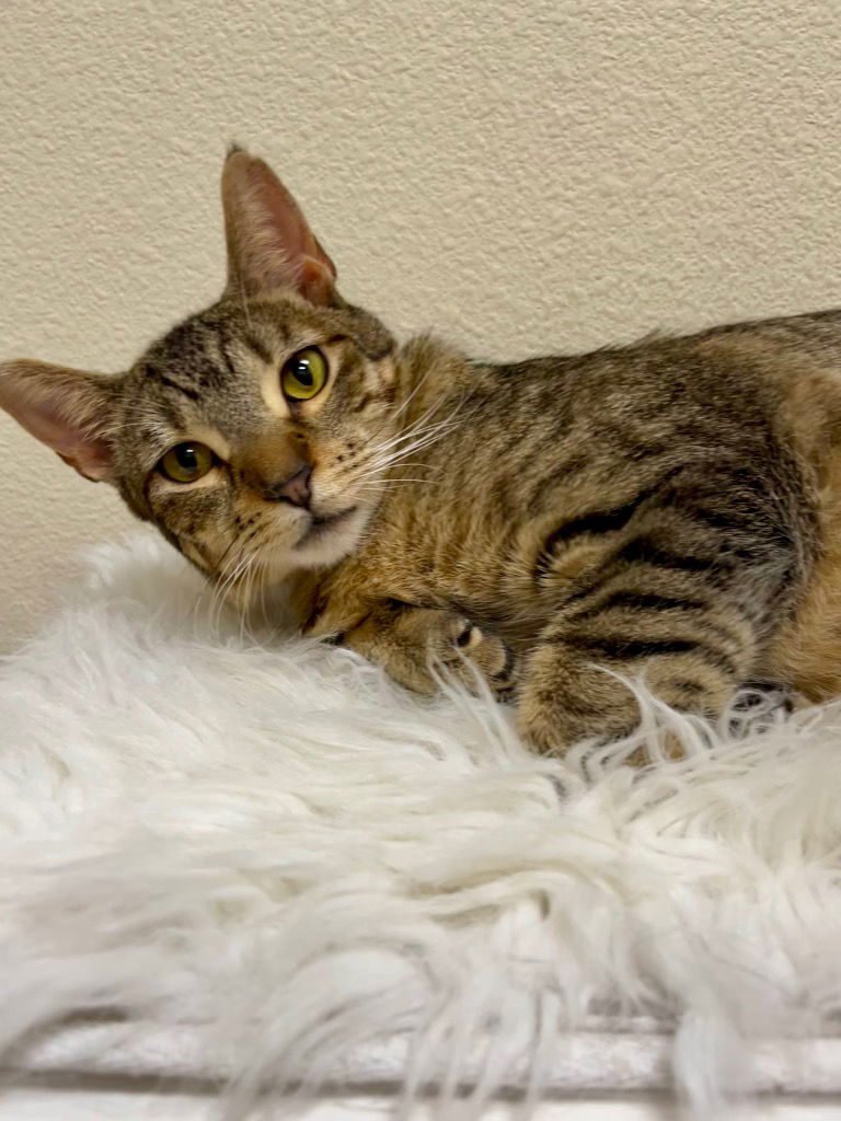 adoptable Cat in Las Vegas, NV named Amy