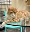 adoptable Cat in  named Easy (E-Z)