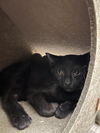 adoptable Cat in , NV named Velma