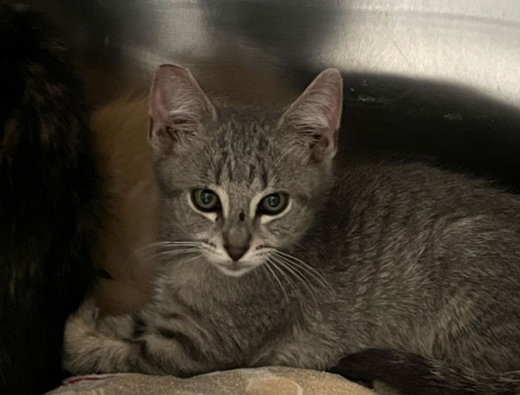 adoptable Cat in Las Vegas, NV named Baxter