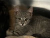 adoptable Cat in , NV named Baxter