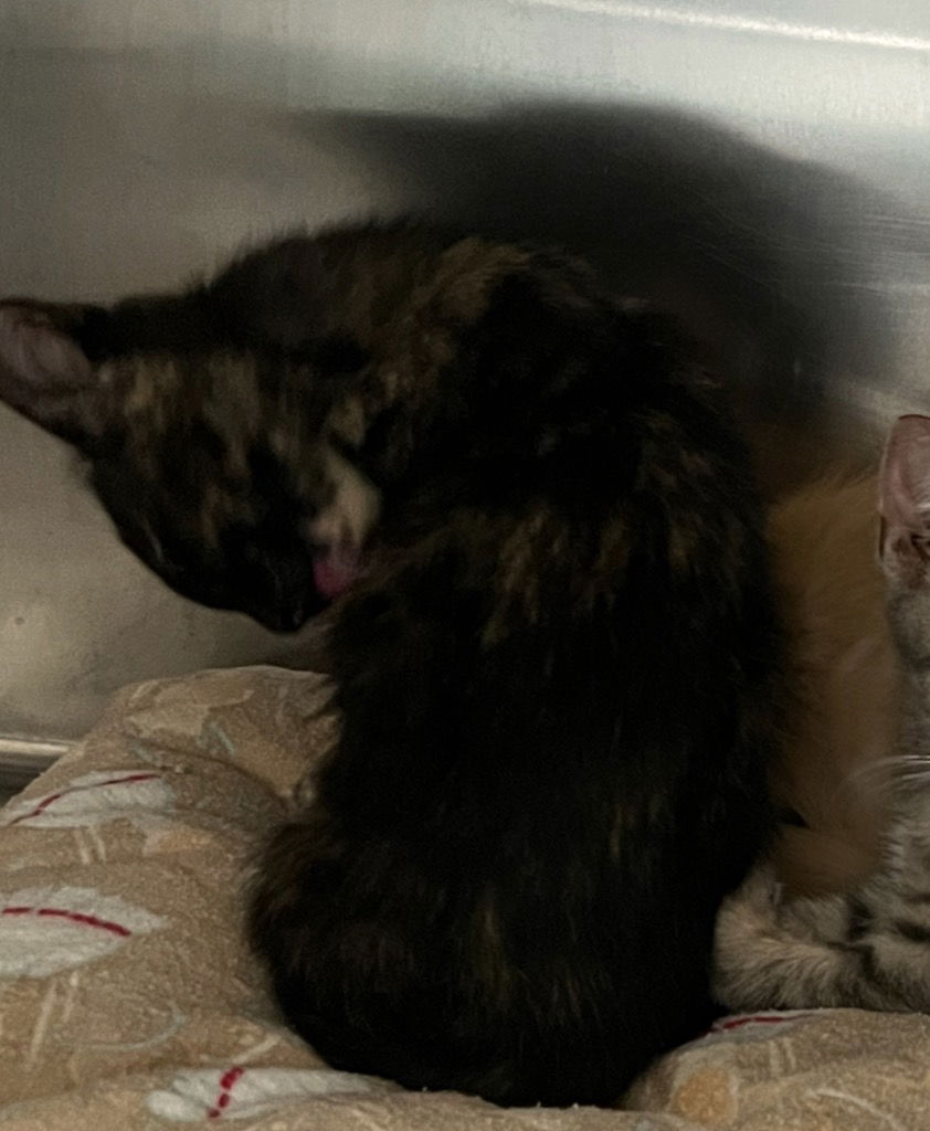 adoptable Cat in Las Vegas, NV named Dina