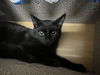 adoptable Cat in , NV named Drew