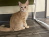 adoptable Cat in  named Abner