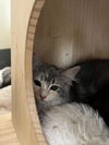 adoptable Cat in  named Faye