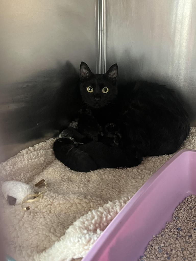 adoptable Cat in Las Vegas, NV named Miranda