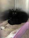 adoptable Cat in Las Vegas, NV named Miranda