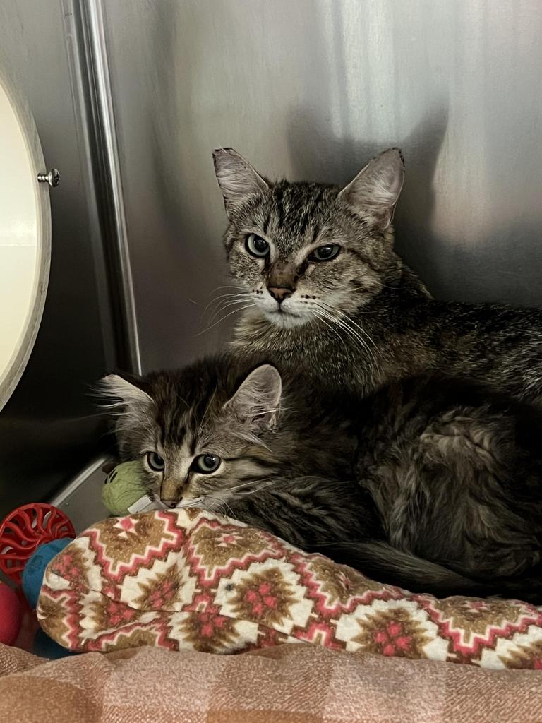 adoptable Cat in Las Vegas, NV named Willow