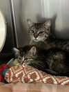 adoptable Cat in  named Willow