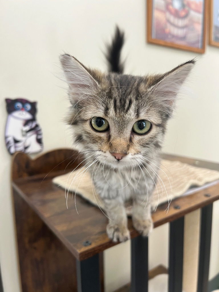 adoptable Cat in Las Vegas, NV named Willow