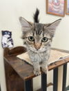 adoptable Cat in  named Willow