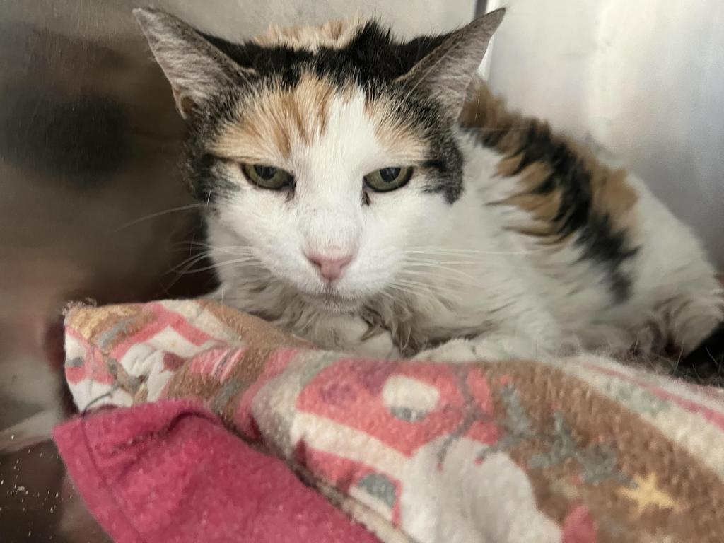 adoptable Cat in Las Vegas, NV named Katie