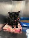 adoptable Cat in  named Kara