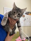 adoptable Cat in  named Carlos