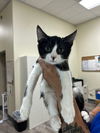 adoptable Cat in  named Apple