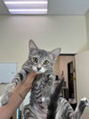 adoptable Cat in  named Allison