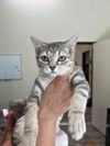 adoptable Cat in  named Aoife