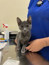 adoptable Cat in  named Casper