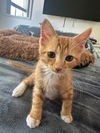 adoptable Cat in  named Jojee