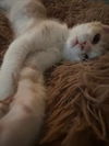 adoptable Cat in  named Creamsicle