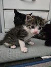 adoptable Cat in  named Coconut