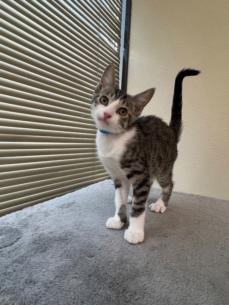 adoptable Cat in Las Vegas, NV named Coconut