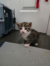 adoptable Cat in  named Banana