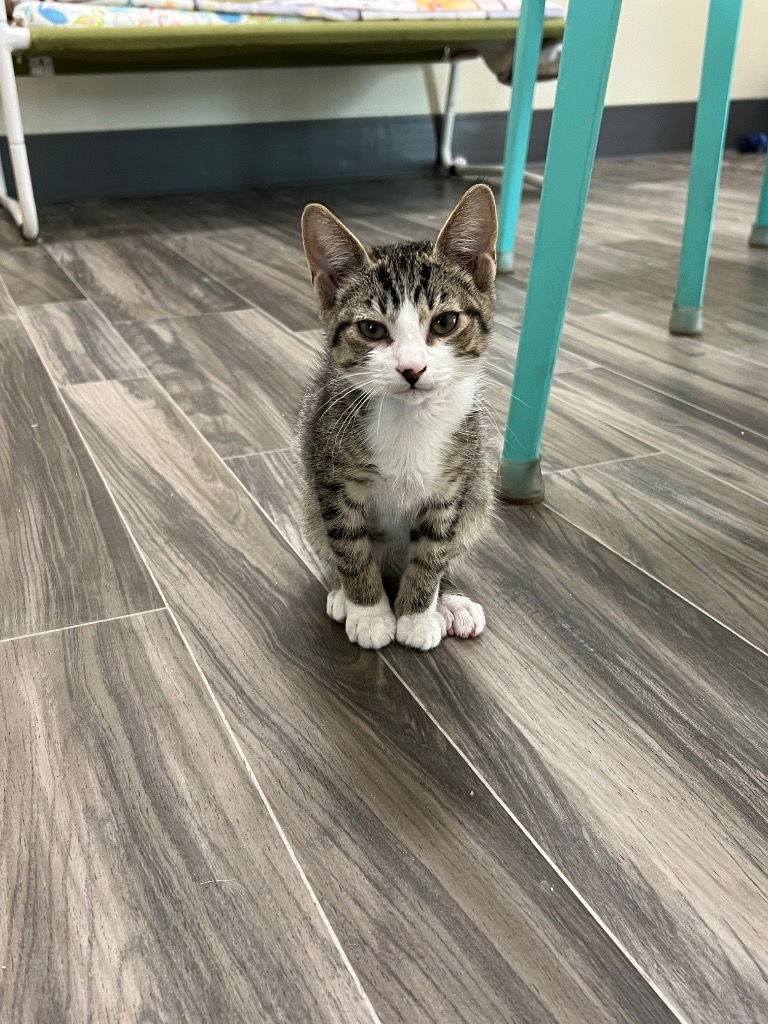 adoptable Cat in Las Vegas, NV named Banana
