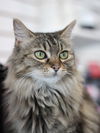 adoptable Cat in  named Mimi