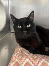 adoptable Cat in  named Vader