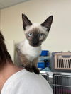 adoptable Cat in  named Samy