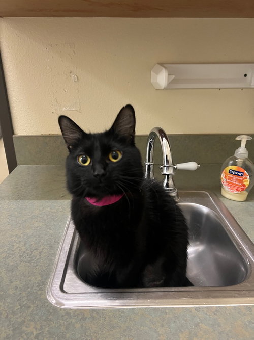 picture of the cat needing adoption
