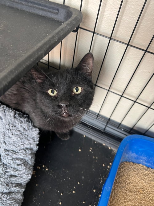 picture of the cat needing adoption
