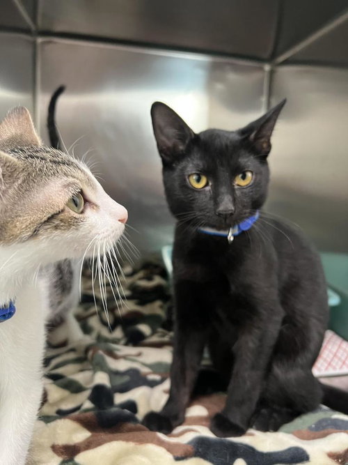 picture of the cat needing adoption