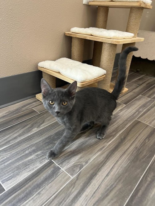 picture of the cat needing adoption