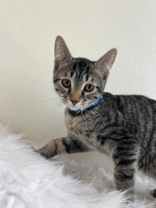 picture of the cat needing adoption