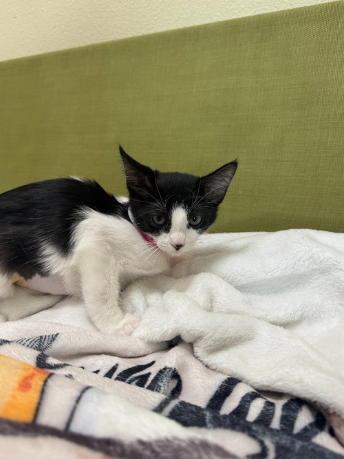 picture of the cat needing adoption