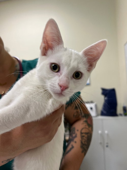 picture of the cat needing adoption
