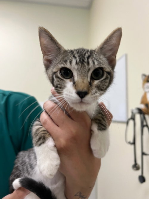 picture of the cat needing adoption