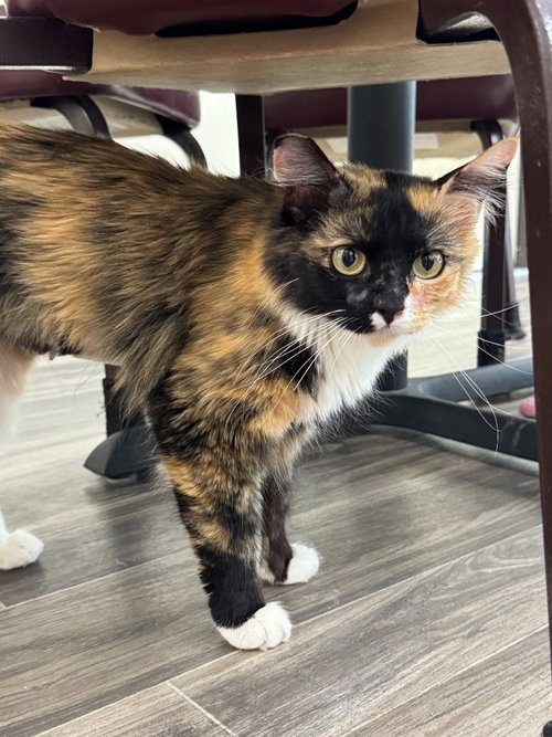 picture of the cat needing adoption